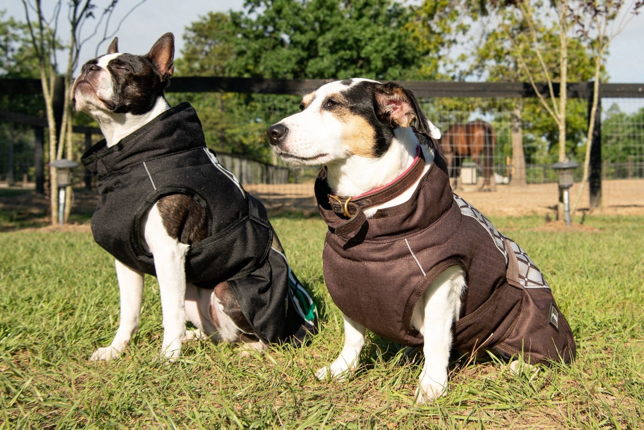 All Weather Dog Coat - THE ONLY Mars Emporium