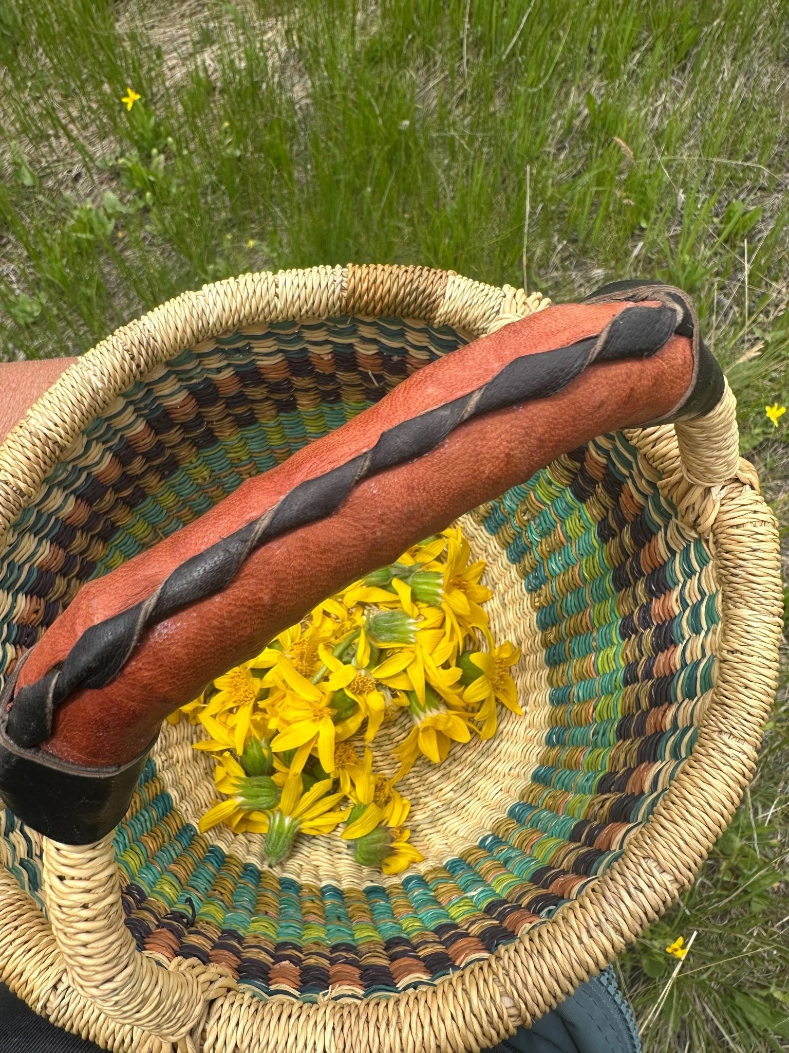 Arnica Flower Infused Olive Oil, Wildcrafted, 1oz bottle - THE ONLY Mars Emporium