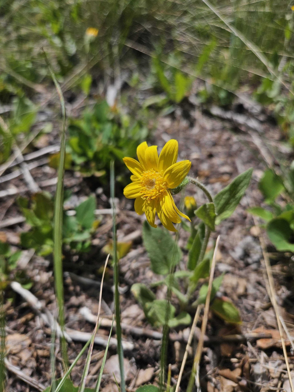 Arnica Flower Infused Olive Oil, Wildcrafted, 1oz bottle - THE ONLY Mars Emporium
