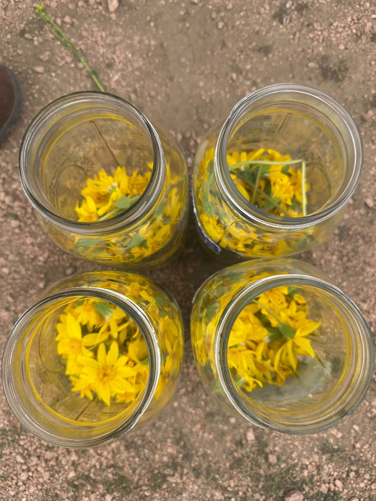 Arnica Flower Infused Olive Oil, Wildcrafted, 1oz bottle - THE ONLY Mars Emporium