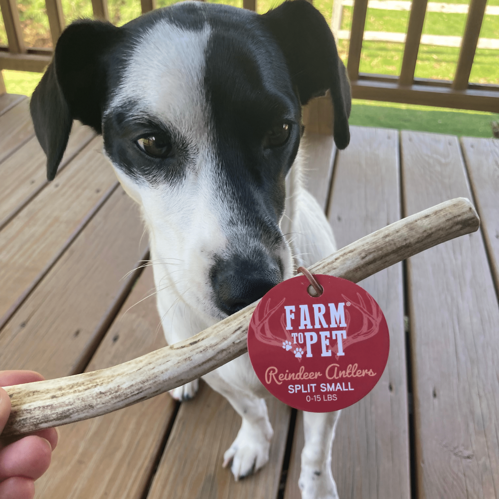 Reindeer Antler Dog Chews | Organic Chews for Dogs - THE ONLY Mars Emporium