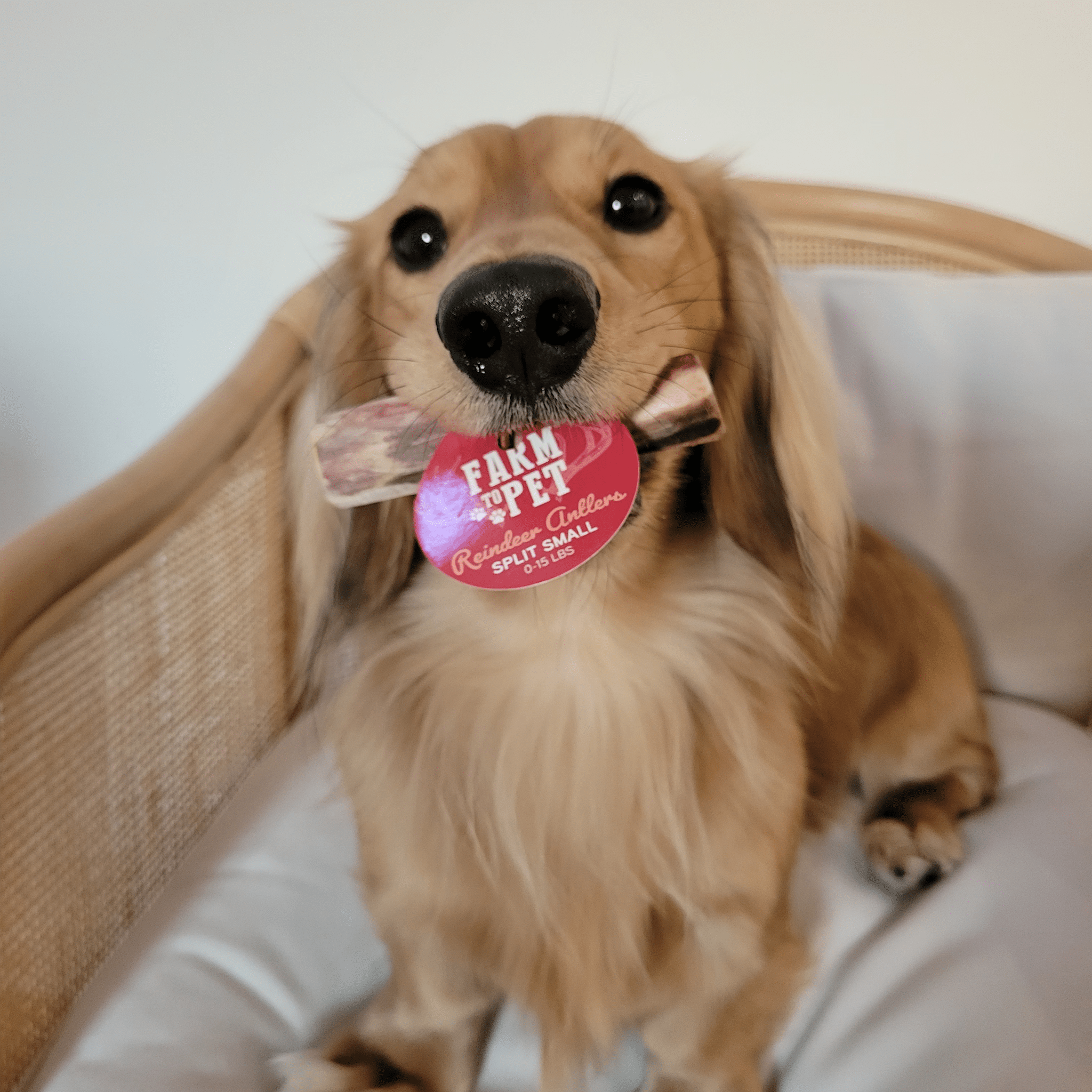 Reindeer Antler Dog Chews | Organic Chews for Dogs - THE ONLY Mars Emporium