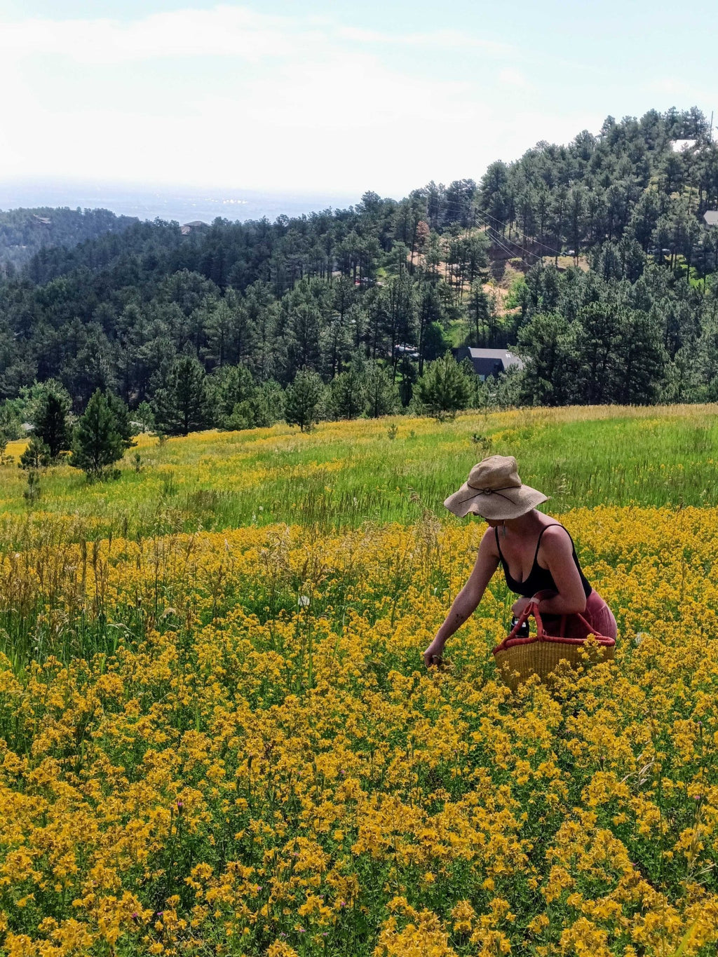 Saint (St.) John's Wort Flower Infused Olive Oil, Organic, 1oz bottle - THE ONLY Mars Emporium