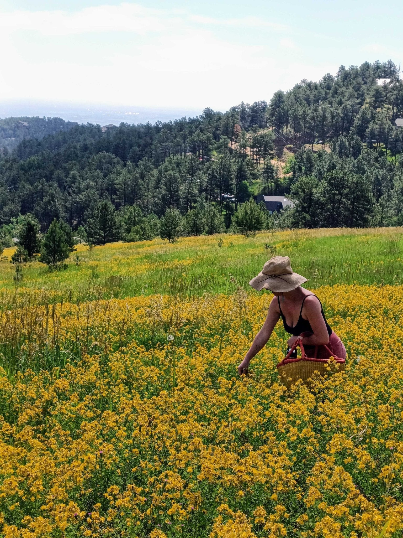 Saint (St.) John's Wort Flower Infused Olive Oil, Organic, 1oz bottle - THE ONLY Mars Emporium