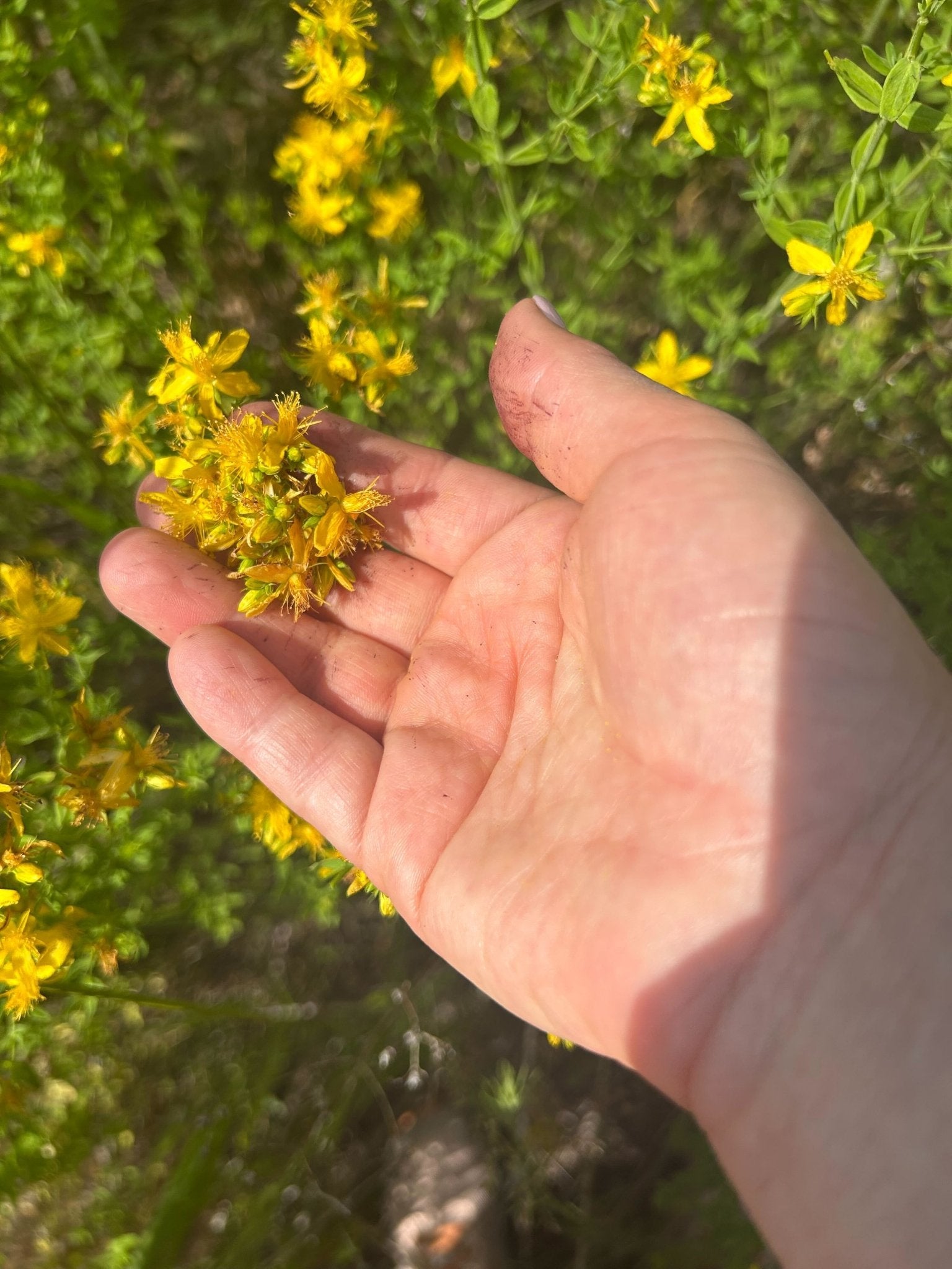 Saint (St.) John's Wort Flower Infused Olive Oil, Organic, 1oz bottle - THE ONLY Mars Emporium