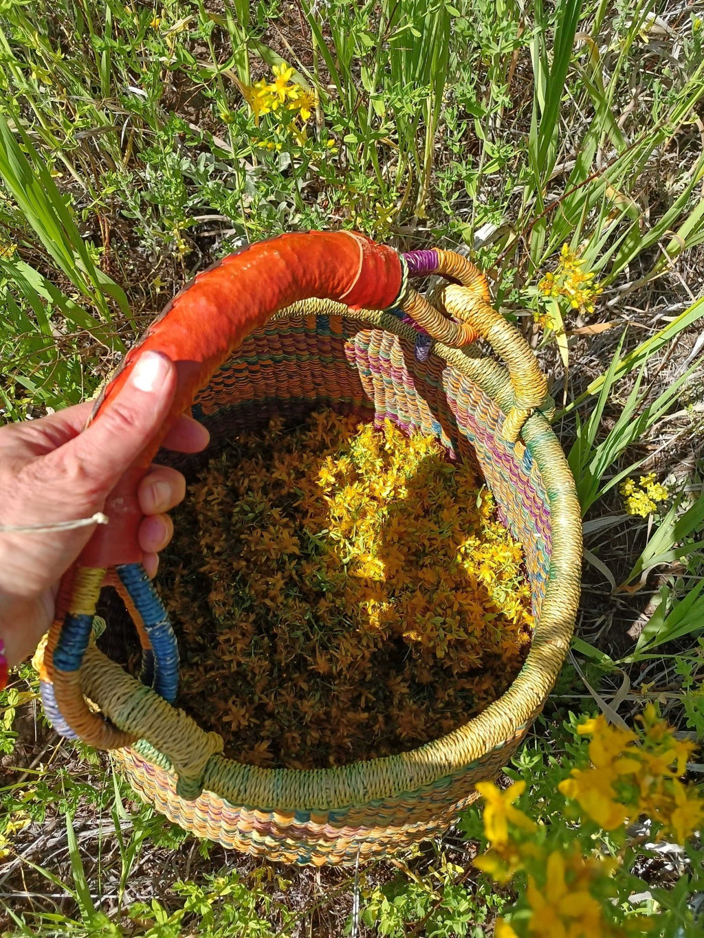 Saint (St.) John's Wort Flower Infused Olive Oil, Organic, 1oz bottle - THE ONLY Mars Emporium