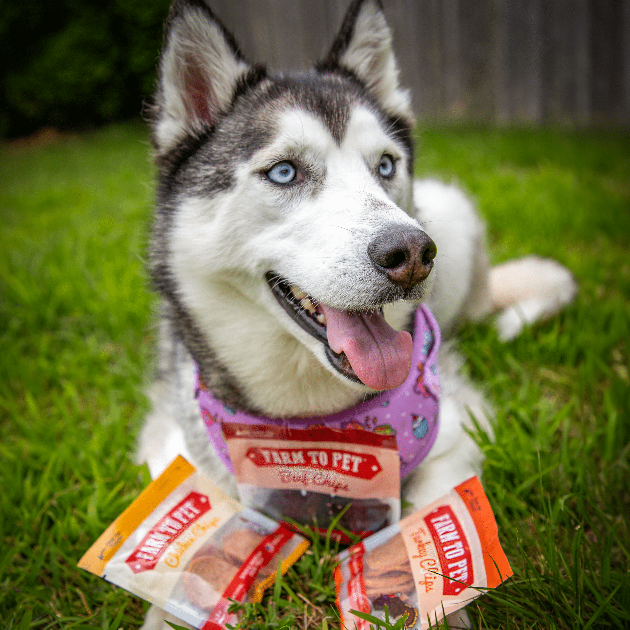 Snack Pack Dog Treat Sampler - THE ONLY Mars Emporium